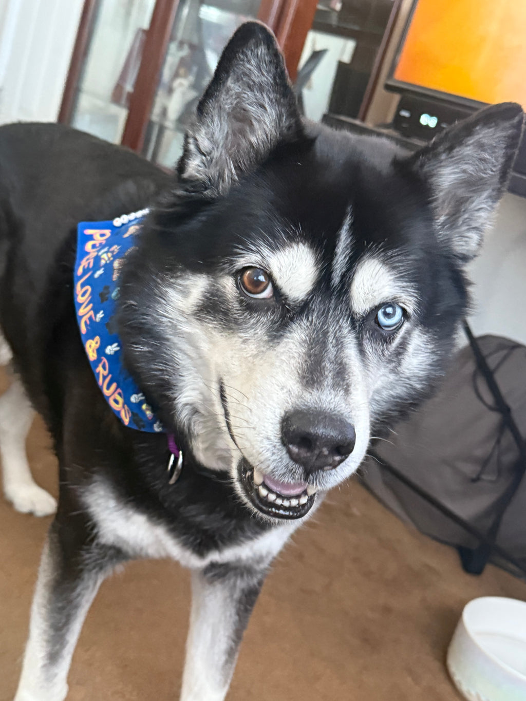 Peace Love & Rubs Over the Collar Bandana