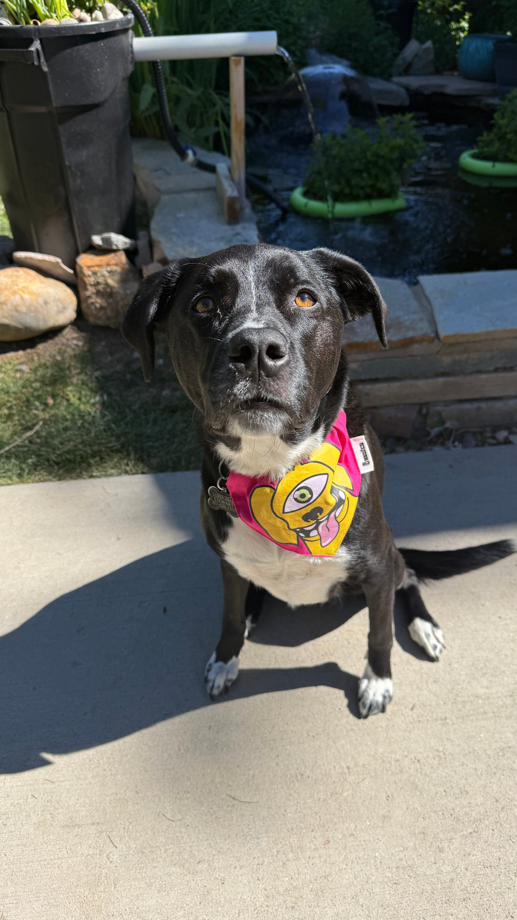 Dogtronics Over the Collar Bandana