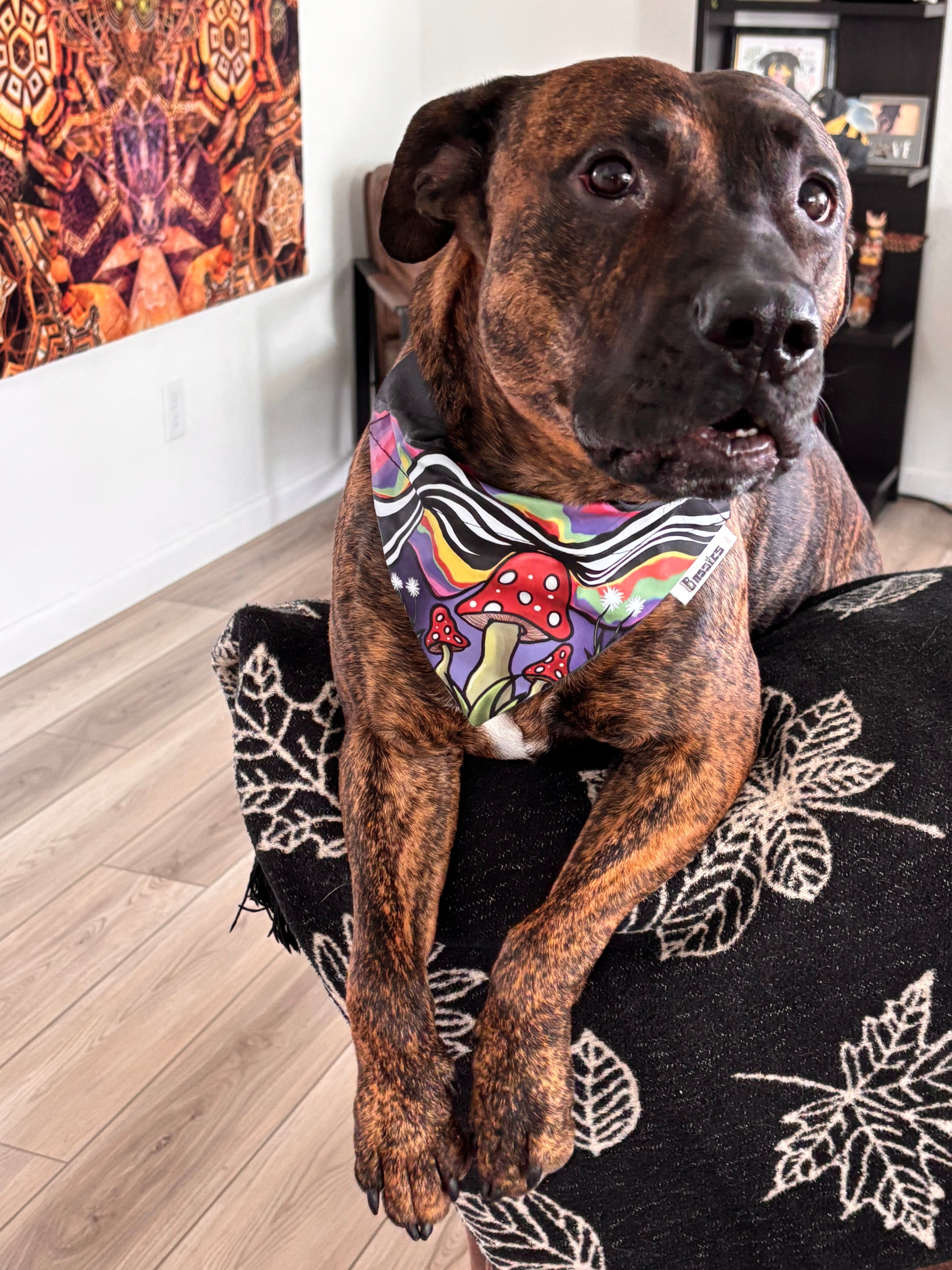 Day Trip Over the Collar Bandana