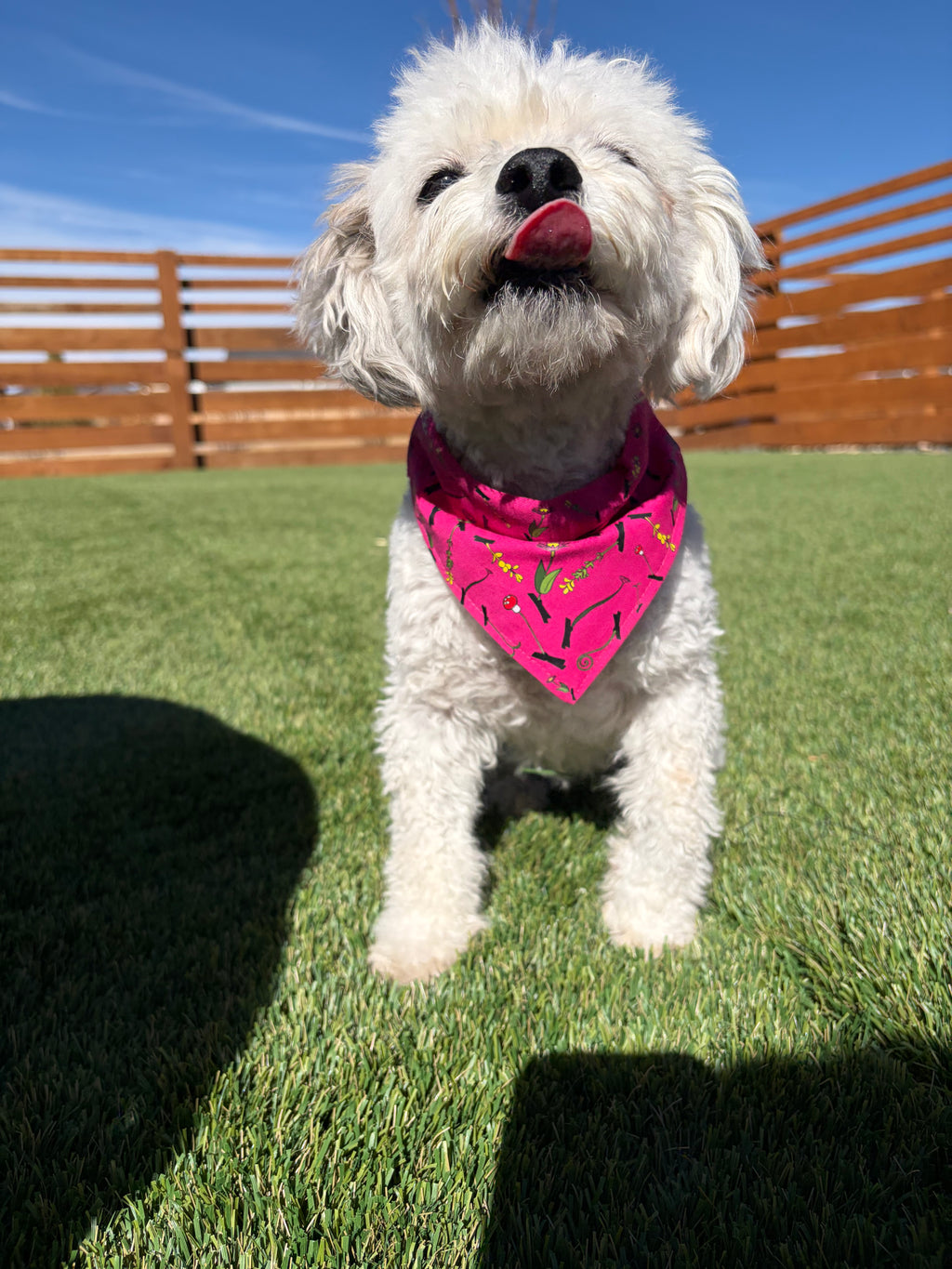 Sprouted Over the Collar Bandana