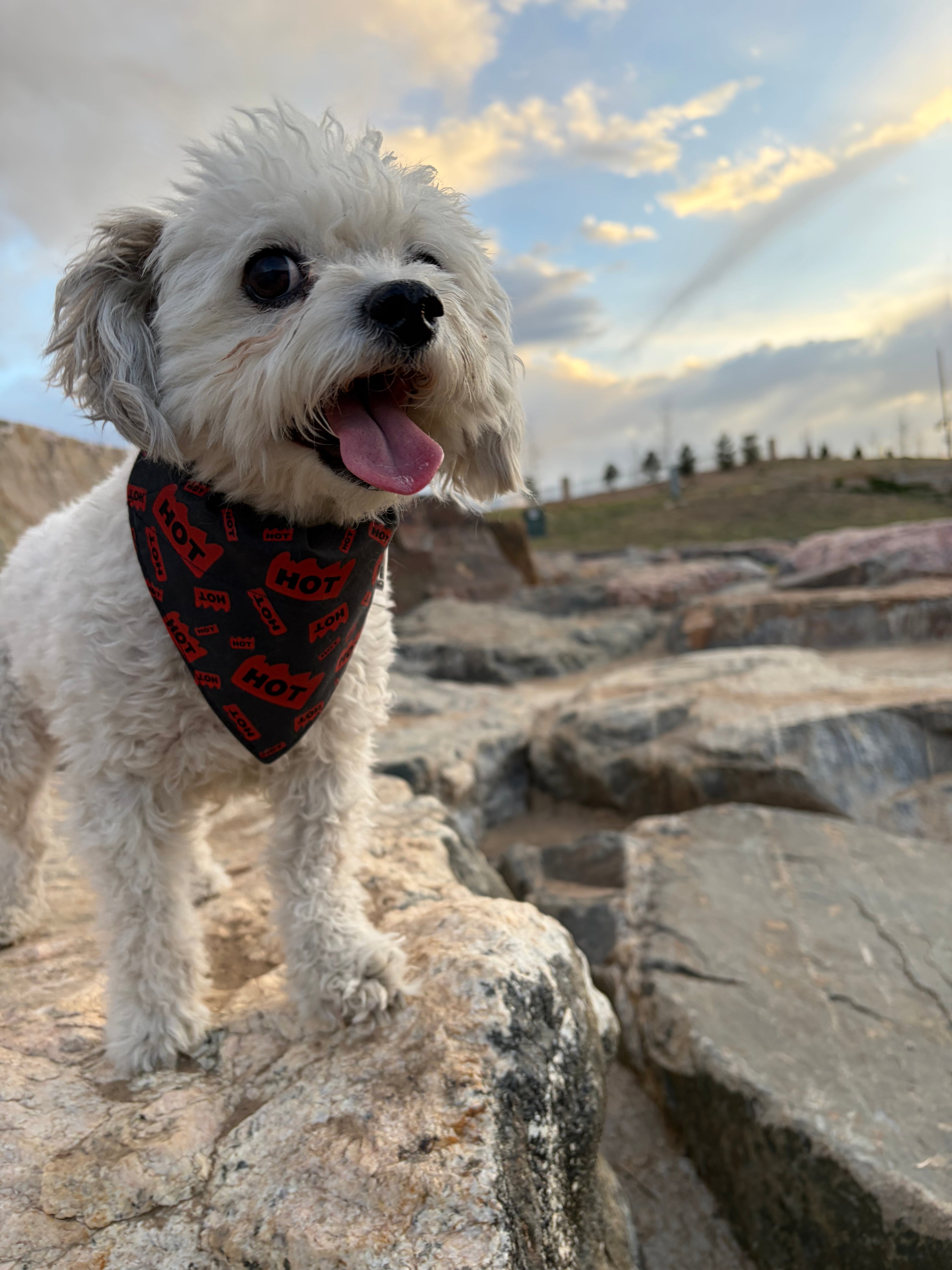 Hot Sticker Over the Collar Bandana
