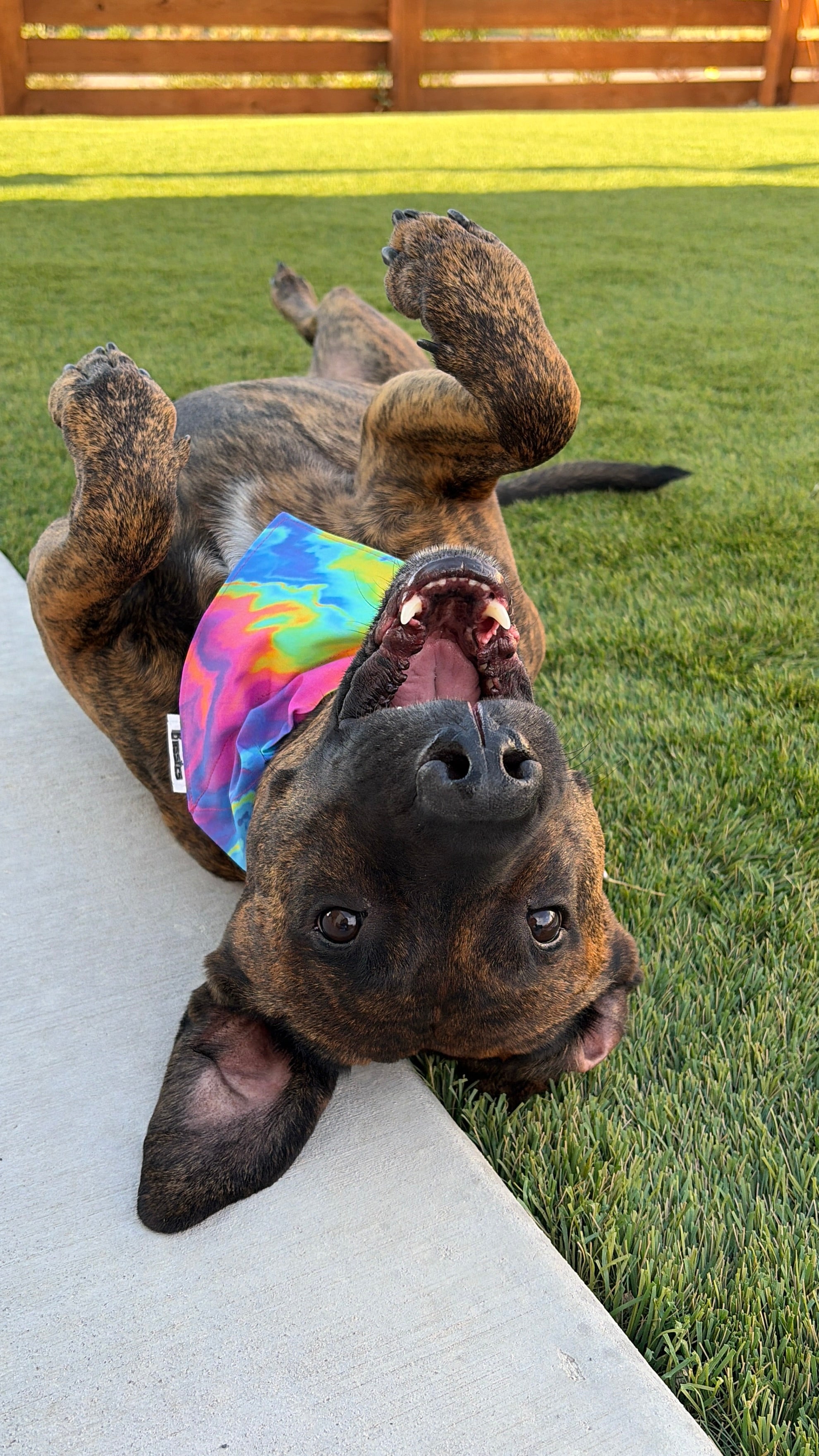 Pawsitive Energy